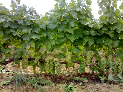 Лучшие столовые сорта винограда в крыму. Виноград Крыма