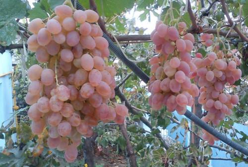Лучшие столовые сорта винограда в крыму. Виноград Крыма