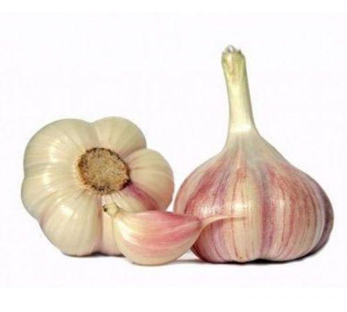 Сколько растет чеснок в теплице. Идея для бизнеса: выращивание чеснока в теплице