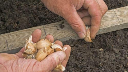 Выращивание чеснока в открытом грунте. Как правильно выращивать чеснок в открытом грунте