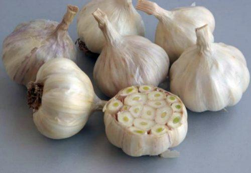 Все о выращивании чеснока. Обновление сорта 21 Все о выращивании чеснока. Обновление сорта 21