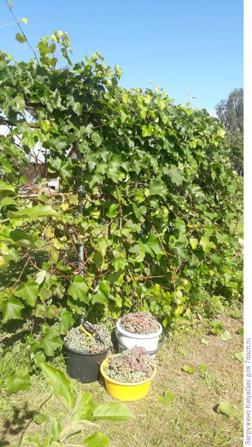 Лучшие сорта винограда 2021. Виноградное лето 2021