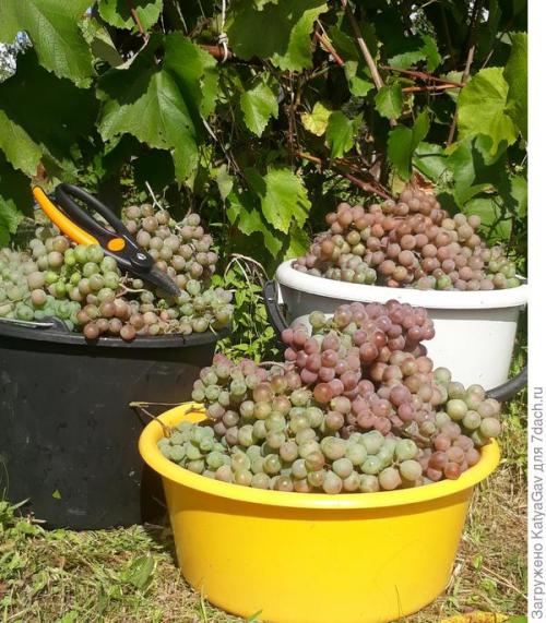 Лучшие сорта винограда 2021. Виноградное лето 2021