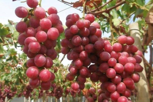 ТОП-53 лучших самых вкусных сортов винограда на 2022 год. Лучшие сорта винограда: фото, названия и описания (каталог)