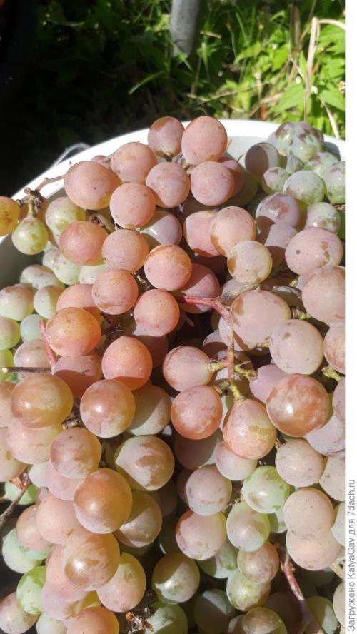 Лучшие сорта винограда 2021. Виноградное лето 2021