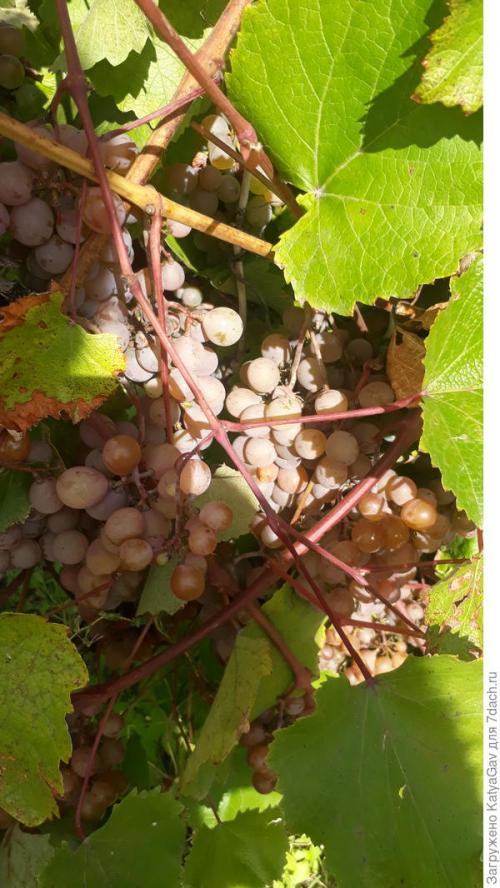 Лучшие сорта винограда 2021. Виноградное лето 2021