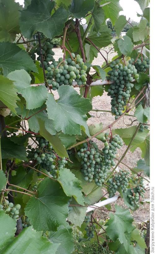 Лучшие сорта винограда 2021. Виноградное лето 2021