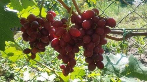 Лучшие сорта винограда 2020. Самые вкусные сорта винограда