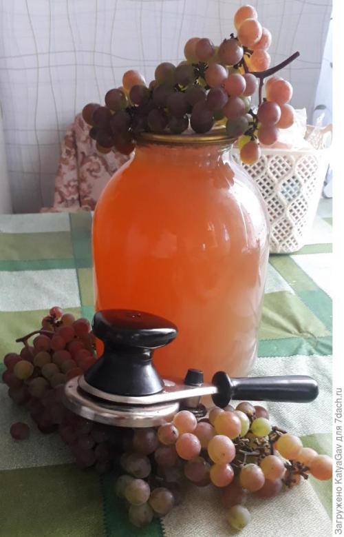 Лучшие сорта винограда 2021. Виноградное лето 2021