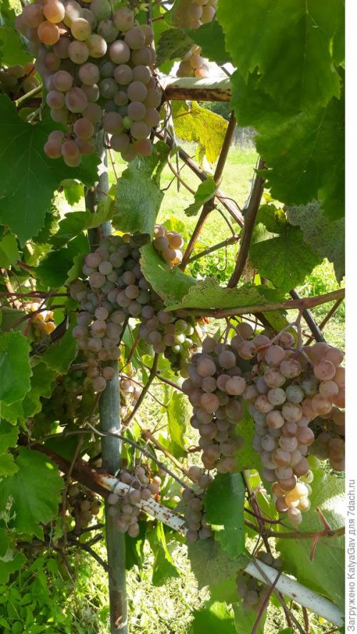 Лучшие сорта винограда 2021. Виноградное лето 2021