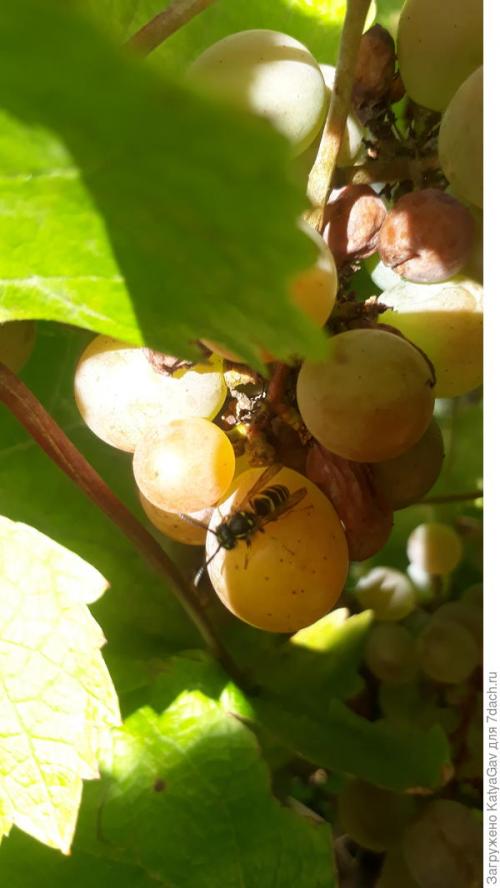 Лучшие сорта винограда 2021. Виноградное лето 2021