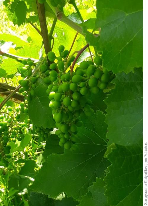 Лучшие сорта винограда 2021. Виноградное лето 2021