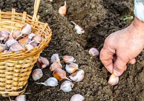 Какая погода наиболее благоприятна для посадки чеснока осенью 2025 года. Какие дни считаются благоприятными для посадки озимого чеснока в октябре 2025 года