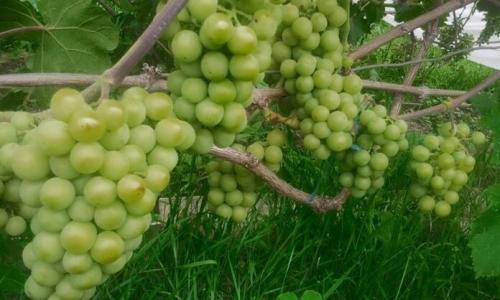 Лучшие сорта винограда 2020. Самые вкусные сорта винограда