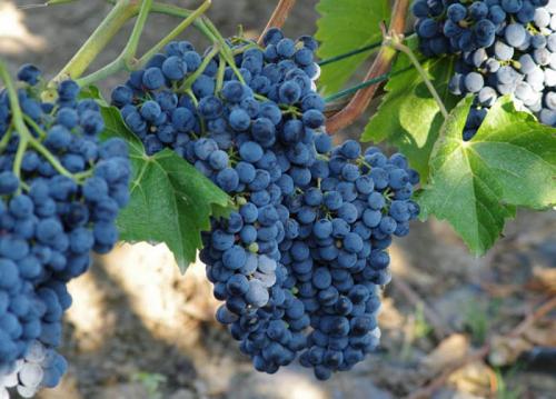 8 лучших сортов винограда 2022 года то.  Сорта винограда для вина – 15 лучших сортов 2022 года