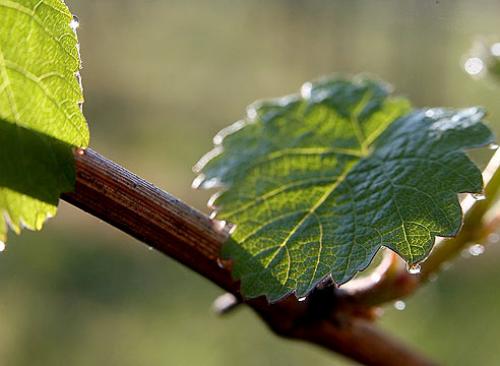 7 самых морозостойких сорта винограда. Добавление статьи в новую подборку 05 7 самых морозостойких сорта винограда. Добавление статьи в новую подборку 05