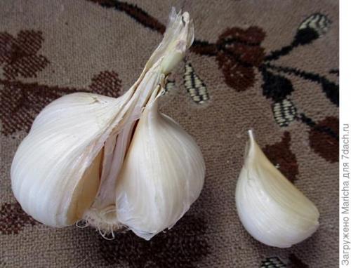 Очень крупный чеснок гигант. Гигантский лук-чеснок рокамболь
