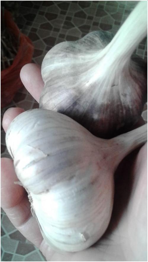 Чеснок будет размером с яблоко. Как вырастить чеснок размером с крупное яблоко?