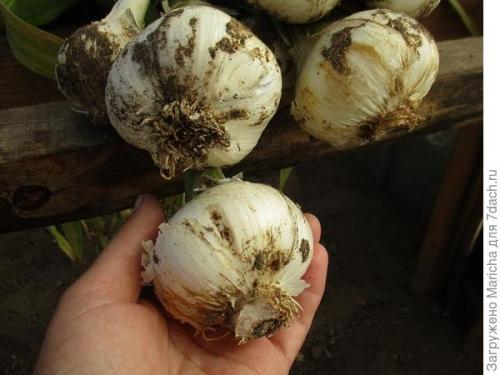 Очень крупный чеснок гигант. Гигантский лук-чеснок рокамболь