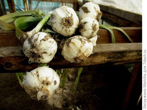 Очень крупный чеснок гигант. Гигантский лук-чеснок рокамболь
