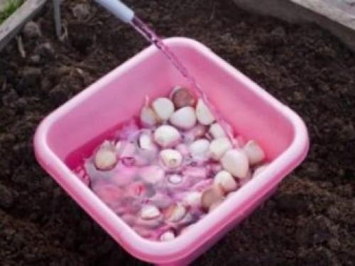 Как вырастить крупный чеснок на грядке. Отбор посадочного материала 01