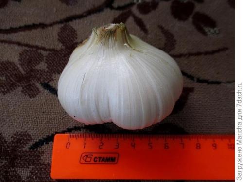 Очень крупный чеснок гигант. Гигантский лук-чеснок рокамболь