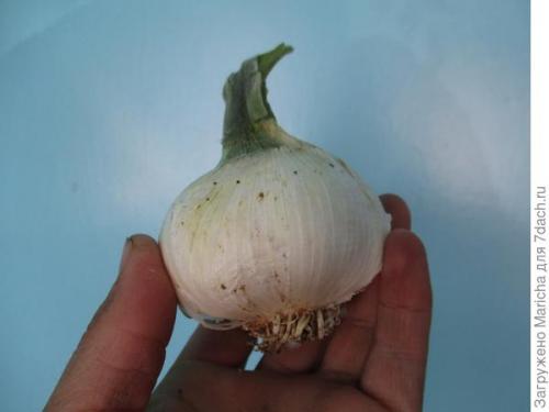 Очень крупный чеснок гигант. Гигантский лук-чеснок рокамболь