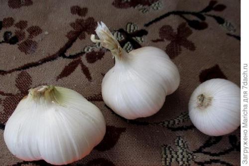 Очень крупный чеснок гигант. Гигантский лук-чеснок рокамболь