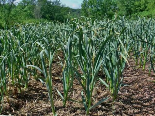 Как вырастить чеснок в промышленных масштабах. Наиболее популярные для промышленного выращивания сорта чеснока