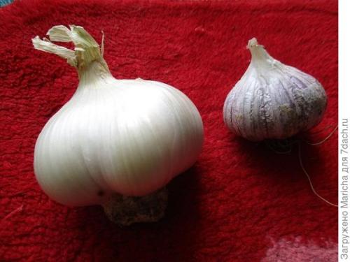Очень крупный чеснок гигант. Гигантский лук-чеснок рокамболь