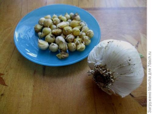 Очень крупный чеснок гигант. Гигантский лук-чеснок рокамболь