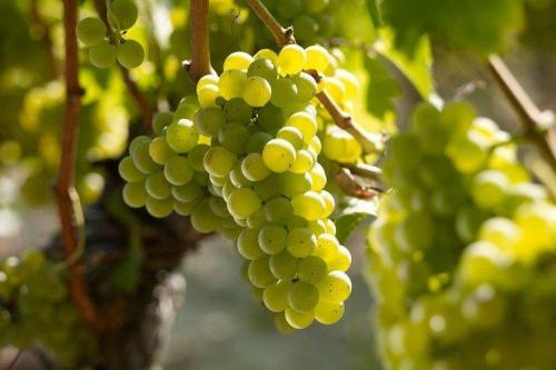 Сорта винограда для вина. Лучшие сорта винограда для вина: фото, названия и описания (каталог)