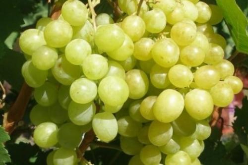Сорт винограда на а. Сорта винограда по алфавиту