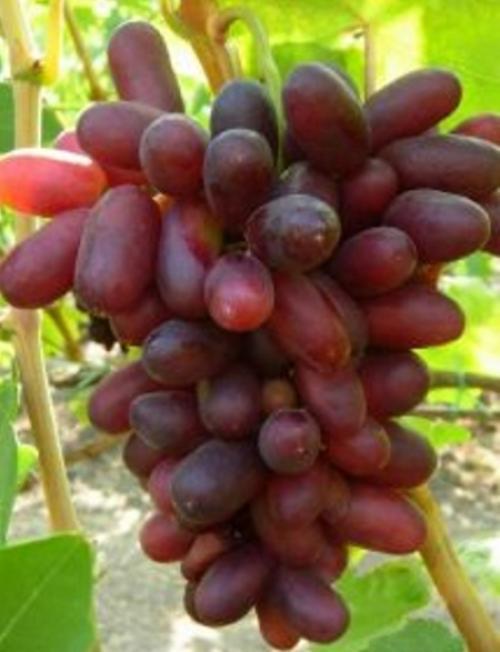 Сорт винограда на а. Сорта винограда по алфавиту