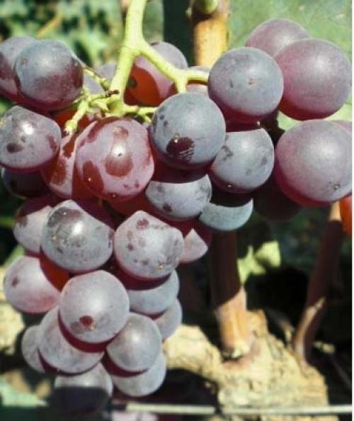 Поиск по сортам винограда. Сорта 02