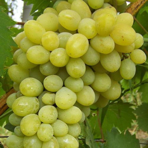 Сорт винограда на а. Сорта винограда по алфавиту