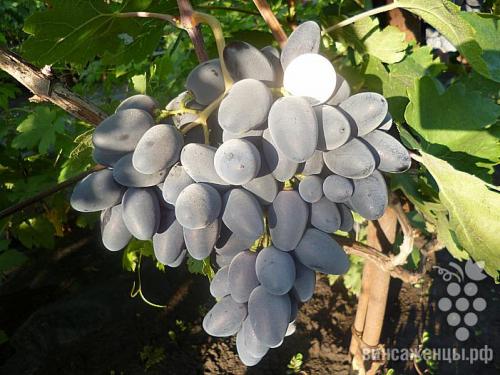 Поиск по сортам винограда. Сорта 01