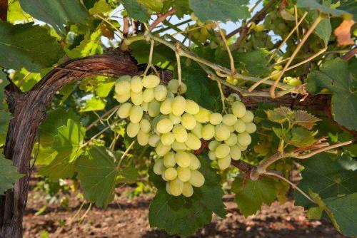 Сорта винограда для вина. Лучшие сорта винограда для вина: фото, названия и описания (каталог)