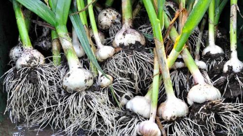 Выращивание чеснока в открытом грунте. Проверенные способы выращивания чеснока в открытом грунте