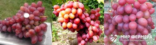 Виноград Анюта