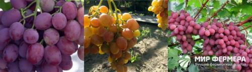 Виноград Анюта