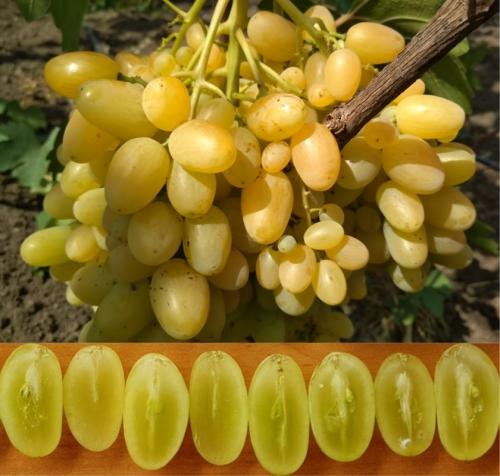 Виноград Гелиодор. Описание характеристик винограда Гелиодор