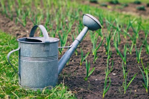 10 правил выращивания чеснока #urozhainye. Подготовка почвы и севооборот 04