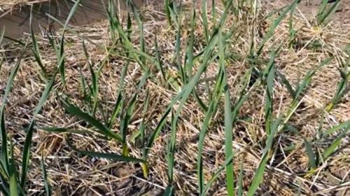 10 правил выращивания чеснока #urozhainye. Подготовка почвы и севооборот 03