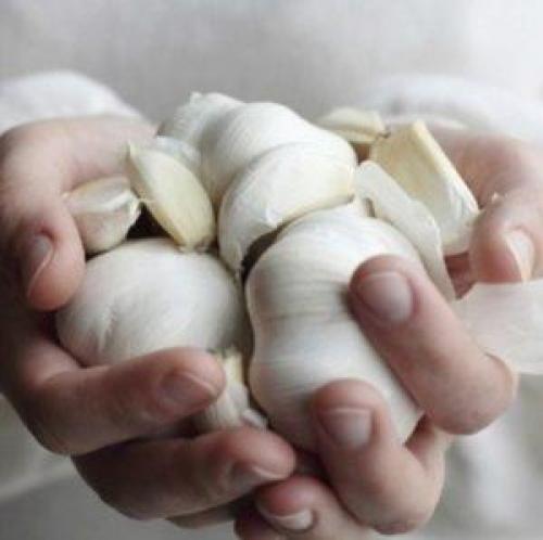 Как вырастить чеснок в промышленных масштабах. Секреты эффективного выращивания чеснока в домашних условиях и промышленных масштабах в качестве бизнеса