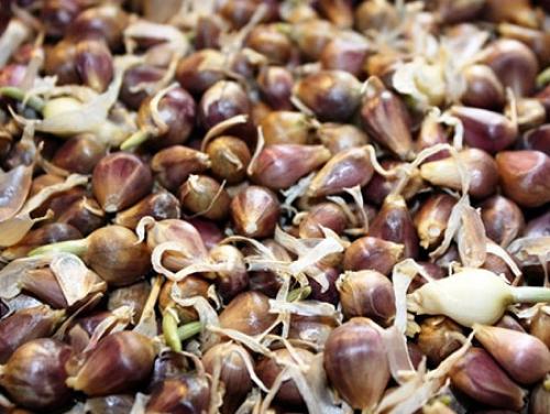 Как вырастить чеснок из зубчика. Посадка чеснока в домашних условиях