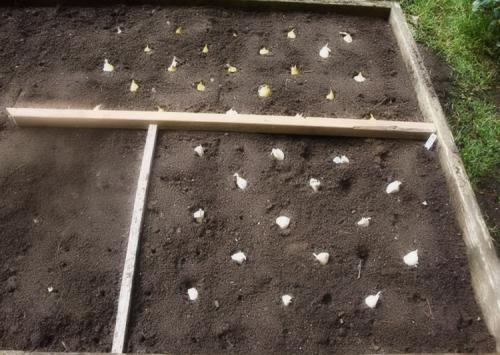 10 правил выращивания чеснока #urozhainye. Подготовка почвы и севооборот