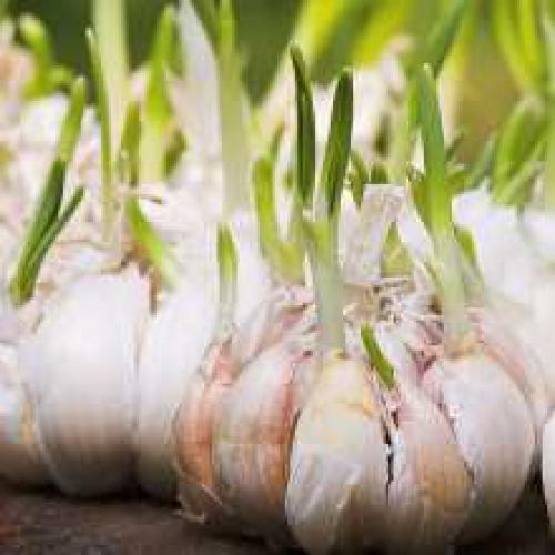 Как вырастить чеснок в воде. Выгонка чеснока на зелень