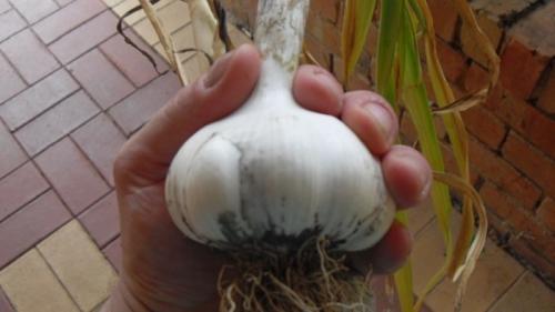 10 правил выращивания чеснока #urozhainye. Подготовка почвы и севооборот 01