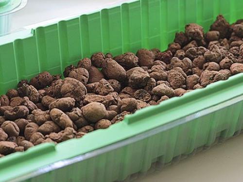 Как вырастить чеснок из зубчика. Посадка чеснока в домашних условиях